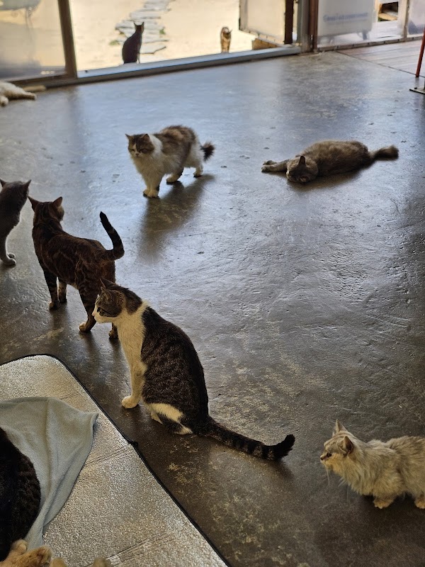 Cat Garden 3