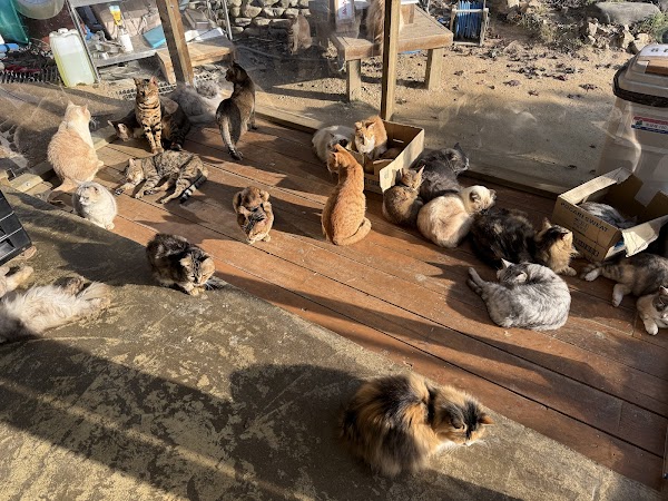 Cat Garden 2