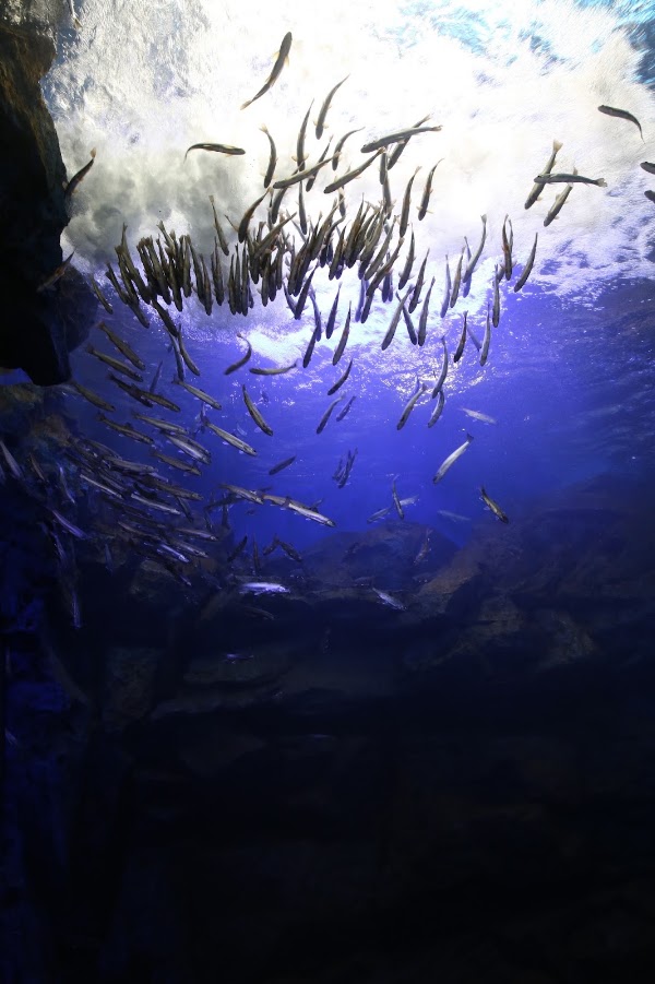 Northern Daichi Aquarium