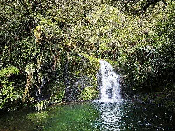 Otanewainuku Scenic Reserve