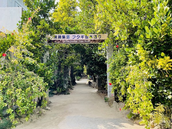 Bise-Fukugi Tree Road 4