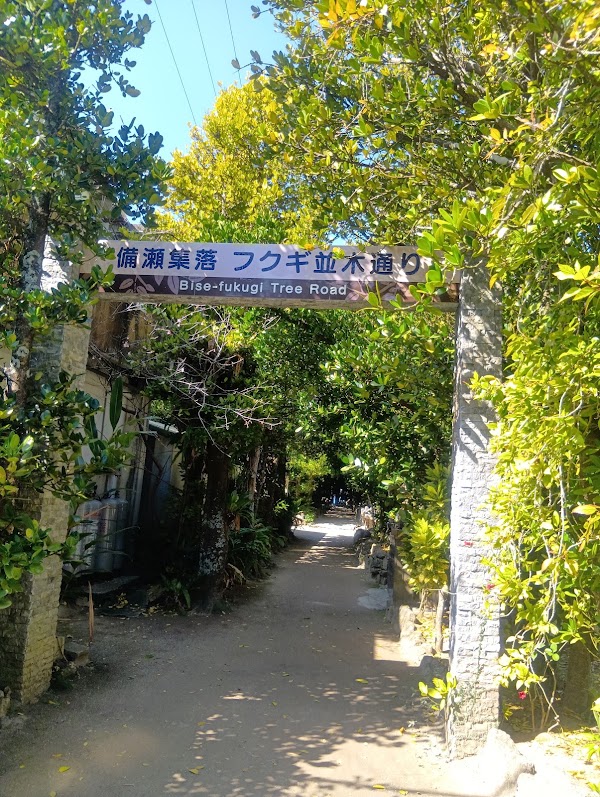 Bise-Fukugi Tree Road 3