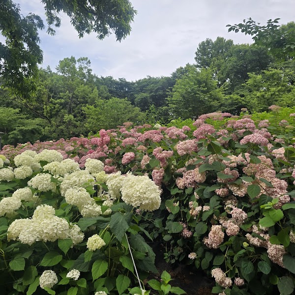 초안산 수국동산