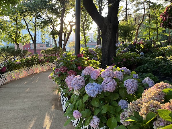 초안산 수국동산 5