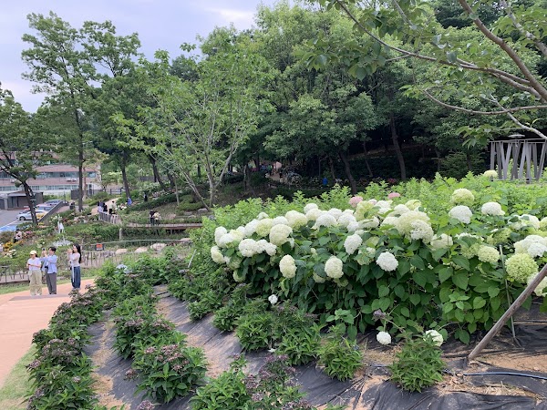 초안산 수국동산 4