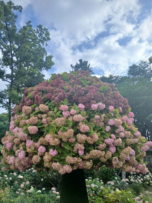 초안산 수국동산 3