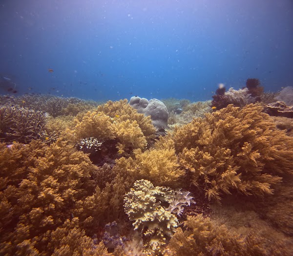 Melissa's Garden Dive Site 1