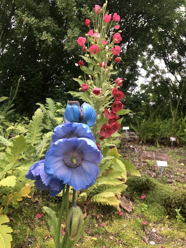 Arctic–Alpine Botanic Garden 4