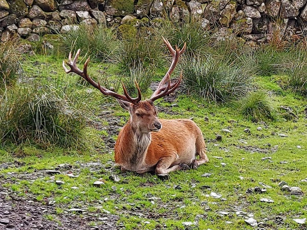 Red Deer Range