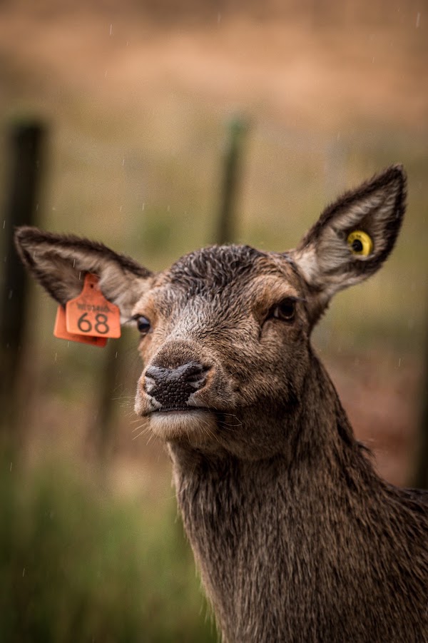 Red Deer Range 5