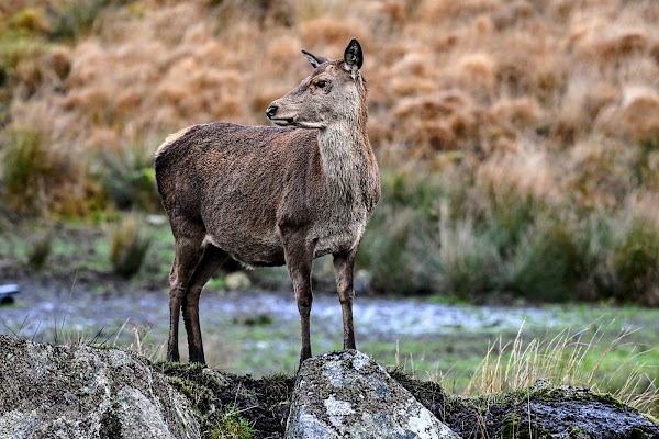 Red Deer Range 4