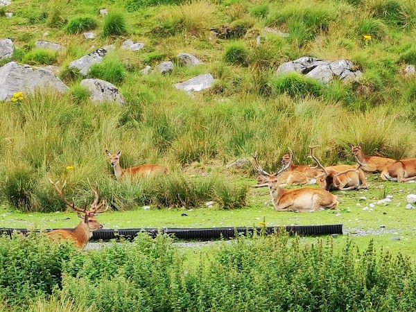 Red Deer Range 2