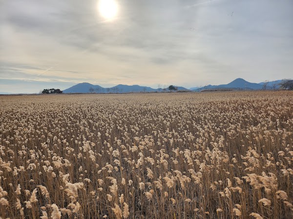 Suncheon Bay Nature Reserve 3