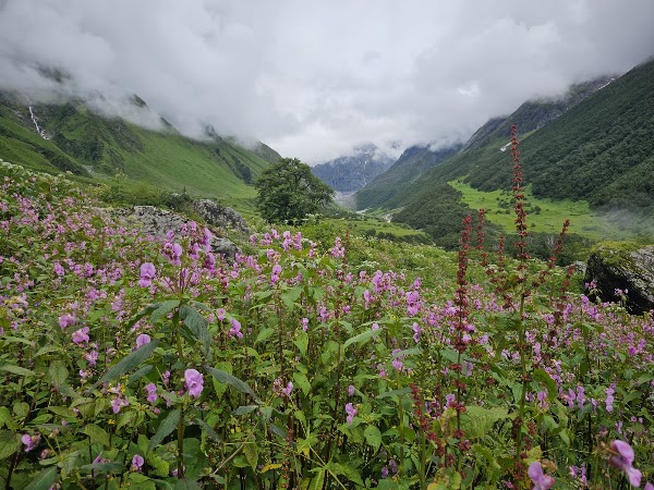 Valley of Flowers National Park