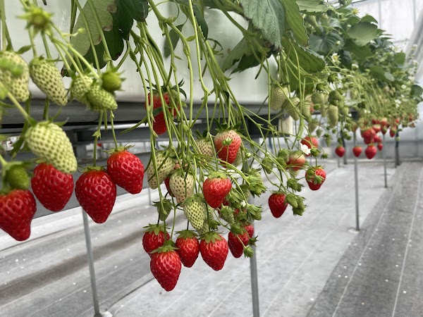 Grand Berry