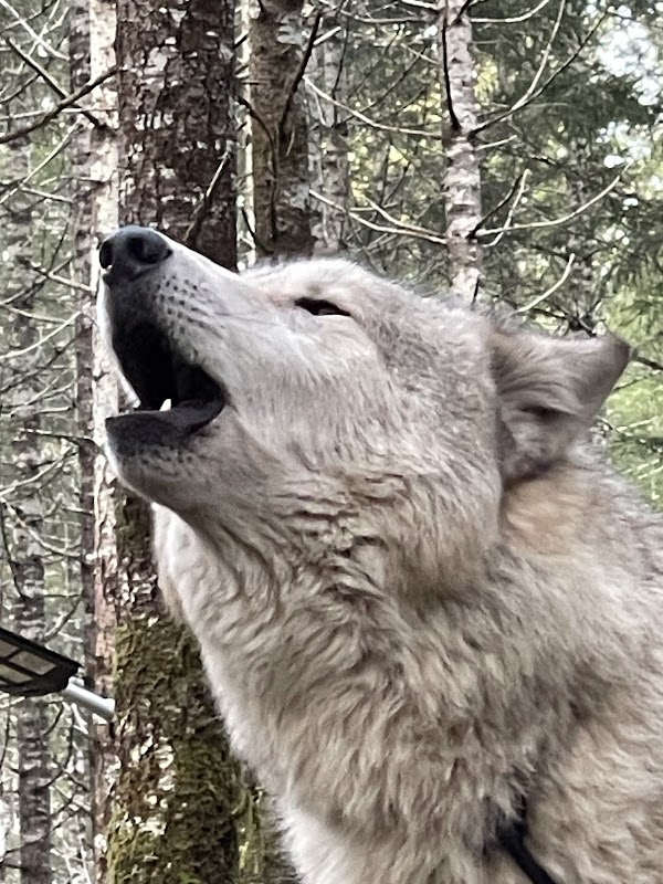 Roam Wolfdog Sanctuary 1