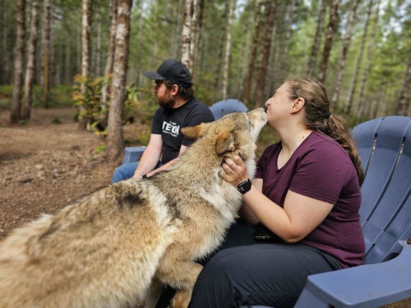 Roam Wolfdog Sanctuary 5