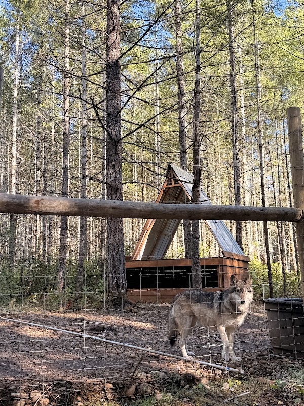 Roam Wolfdog Sanctuary 4