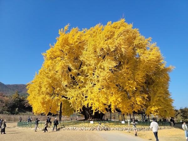 Ginkgo Tree in Bangye-ri 1