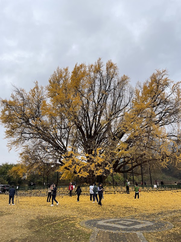Ginkgo Tree in Bangye-ri 5