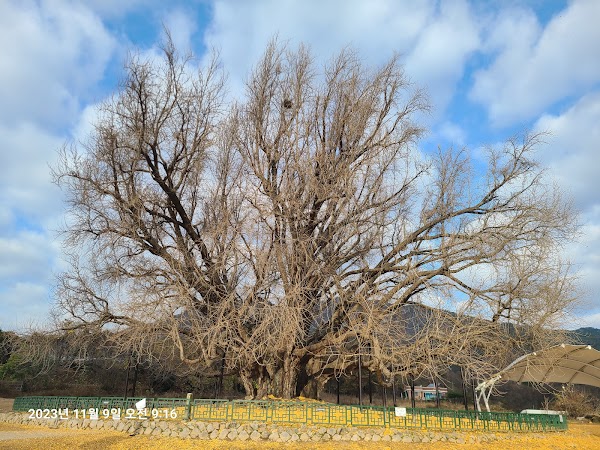 Ginkgo Tree in Bangye-ri 4