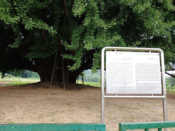 Ginkgo Tree in Bangye-ri 2