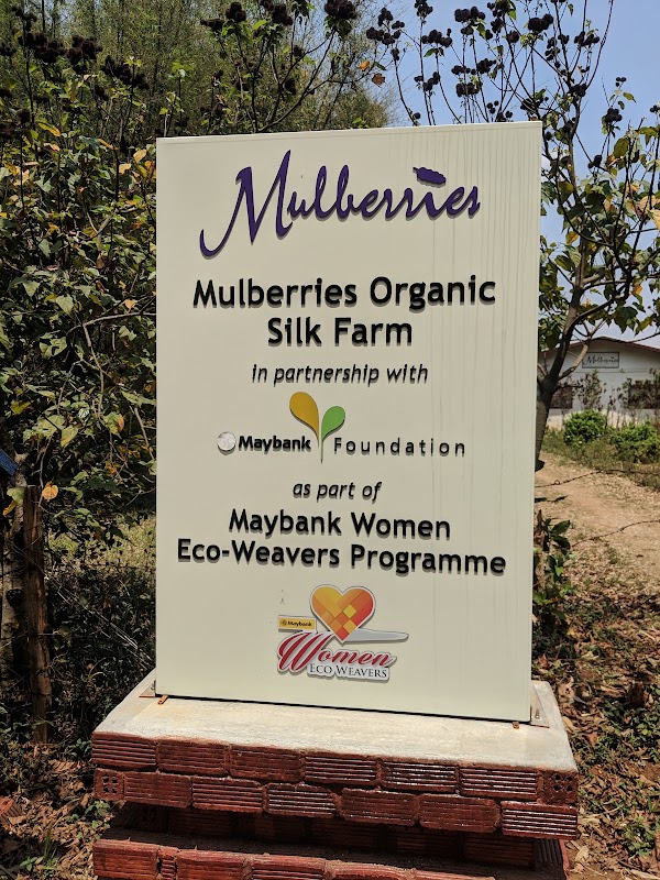 Mulberries