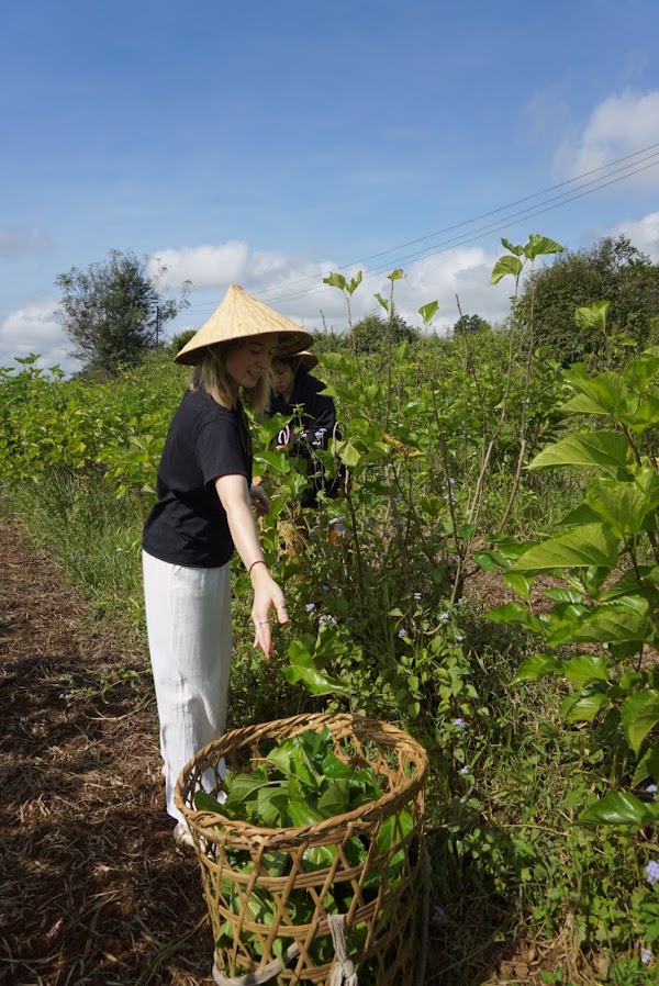Mulberries 2