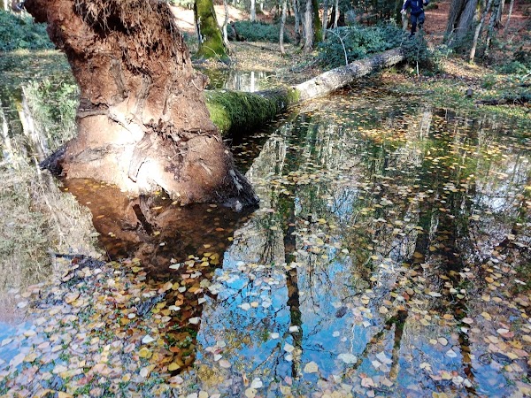 Foresta Umbra