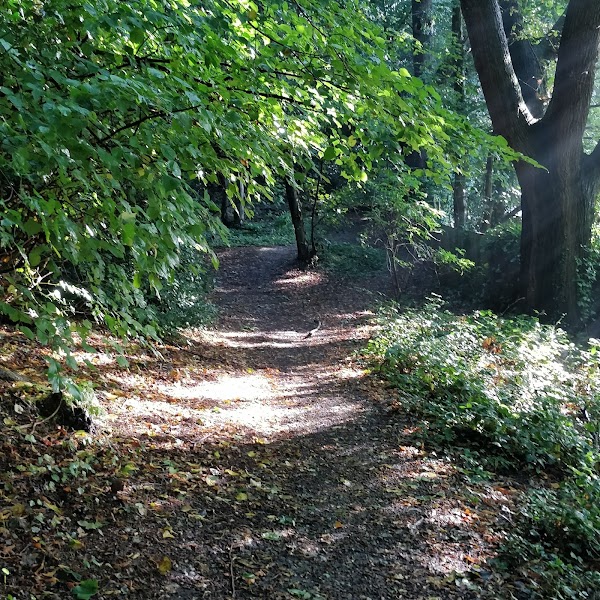 Lion Wood 1