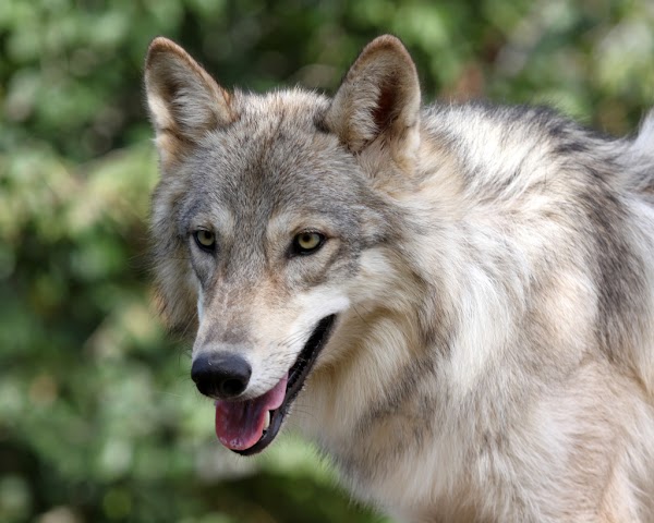 Saint Francis Wolf Sanctuary 1