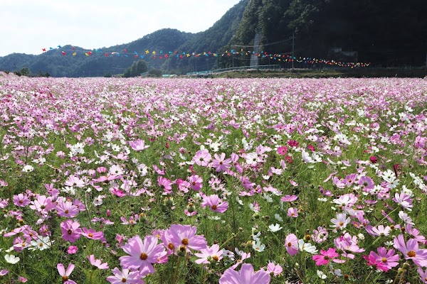 Wanju-gun 2