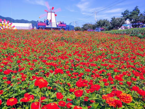 평창 백일홍 축제
