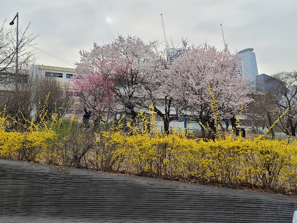 Yeouido Hangang Park 2