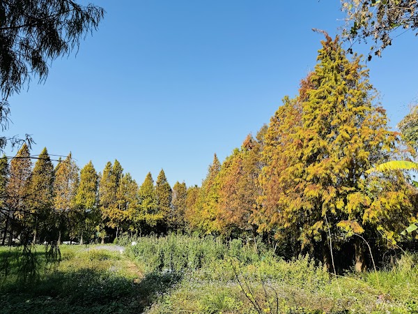 鎮平落羽松