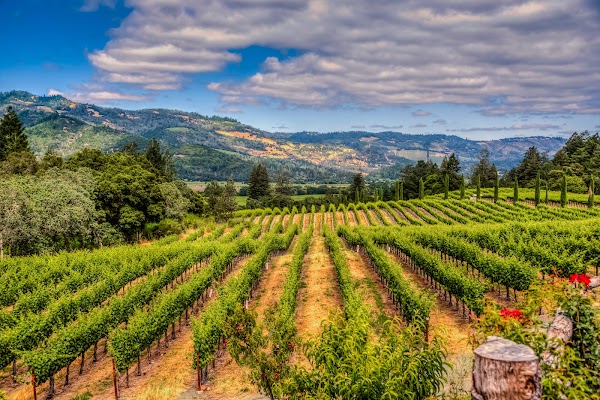 Napa 1