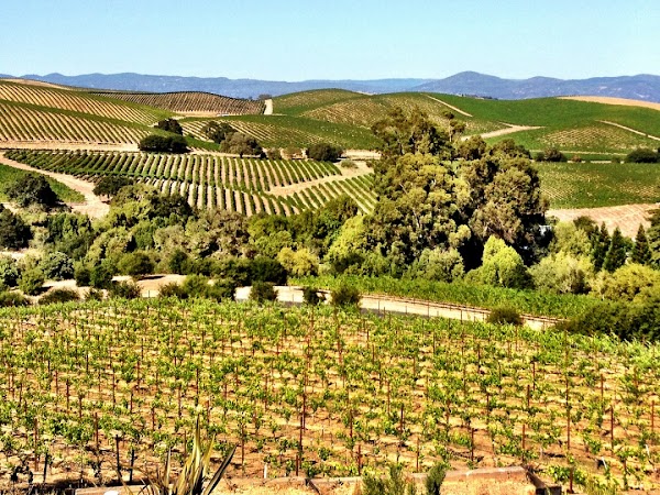 Napa 5