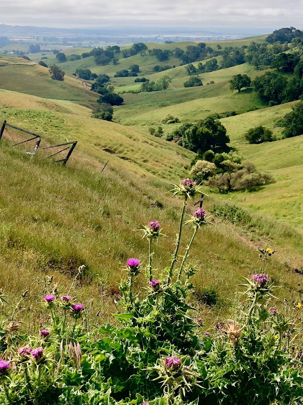 Napa 4