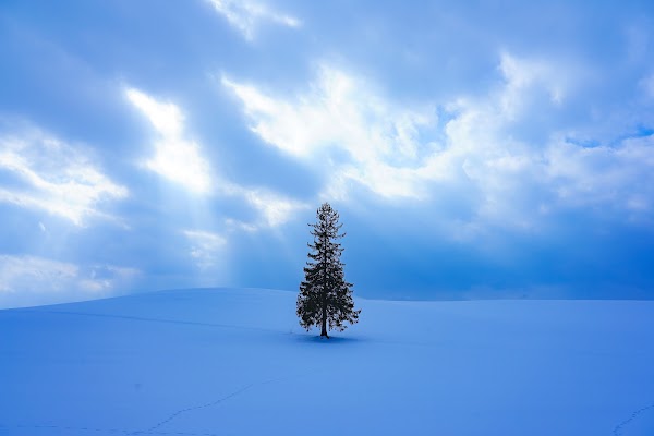 Christmas tree 1
