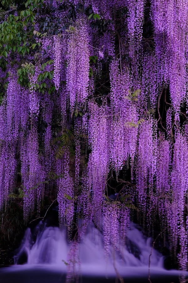 Wisteria of Ikkanno 1
