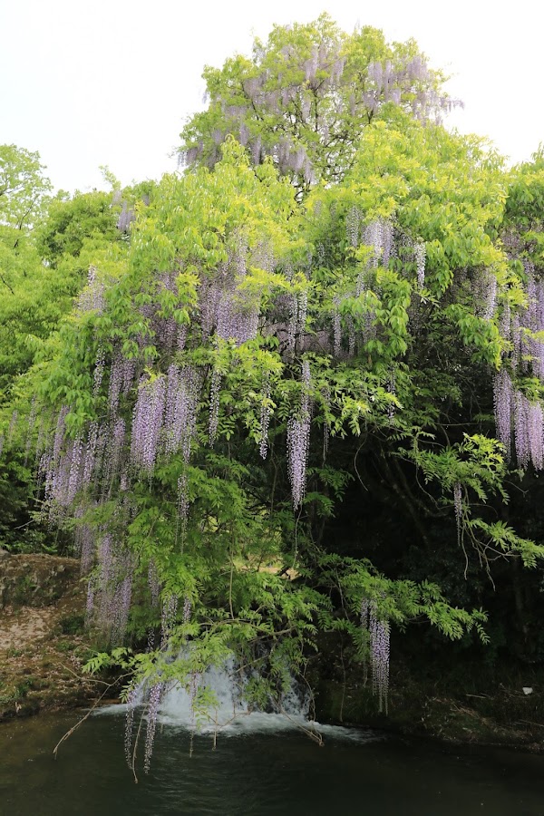 Wisteria of Ikkanno 5