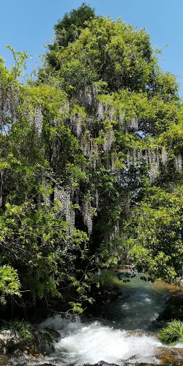 Wisteria of Ikkanno 2