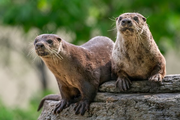 Ecomuseum Zoo 4