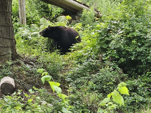 Ecomuseum Zoo 2