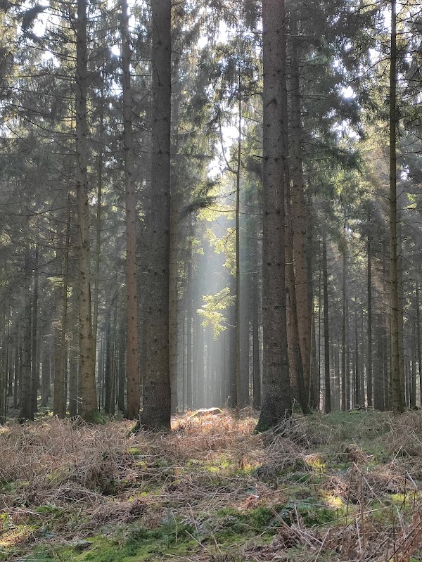 Start Etappe 1 Heidschnuckenweg 2