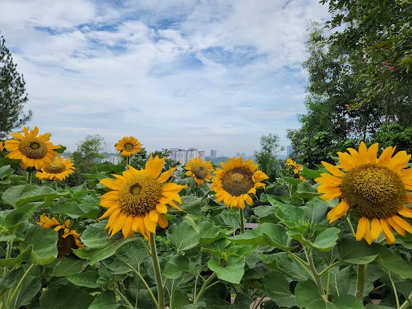 Taman Saujana Hijau Putrajaya 5