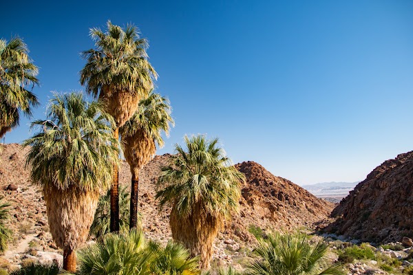 Fortynine Palms Oasis 1