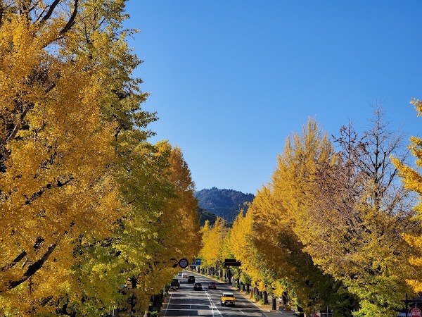 Koshu-kaido Avenue Ginko Trees
