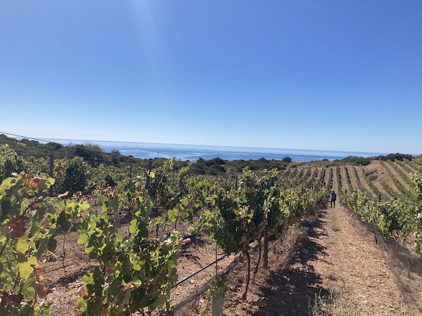 Falesia Wine 3