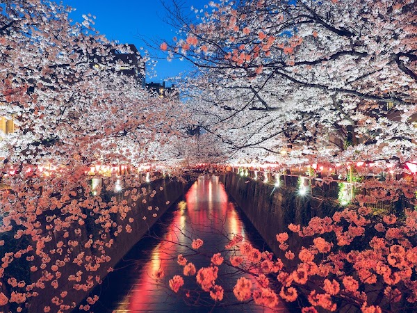Sakura Bridge